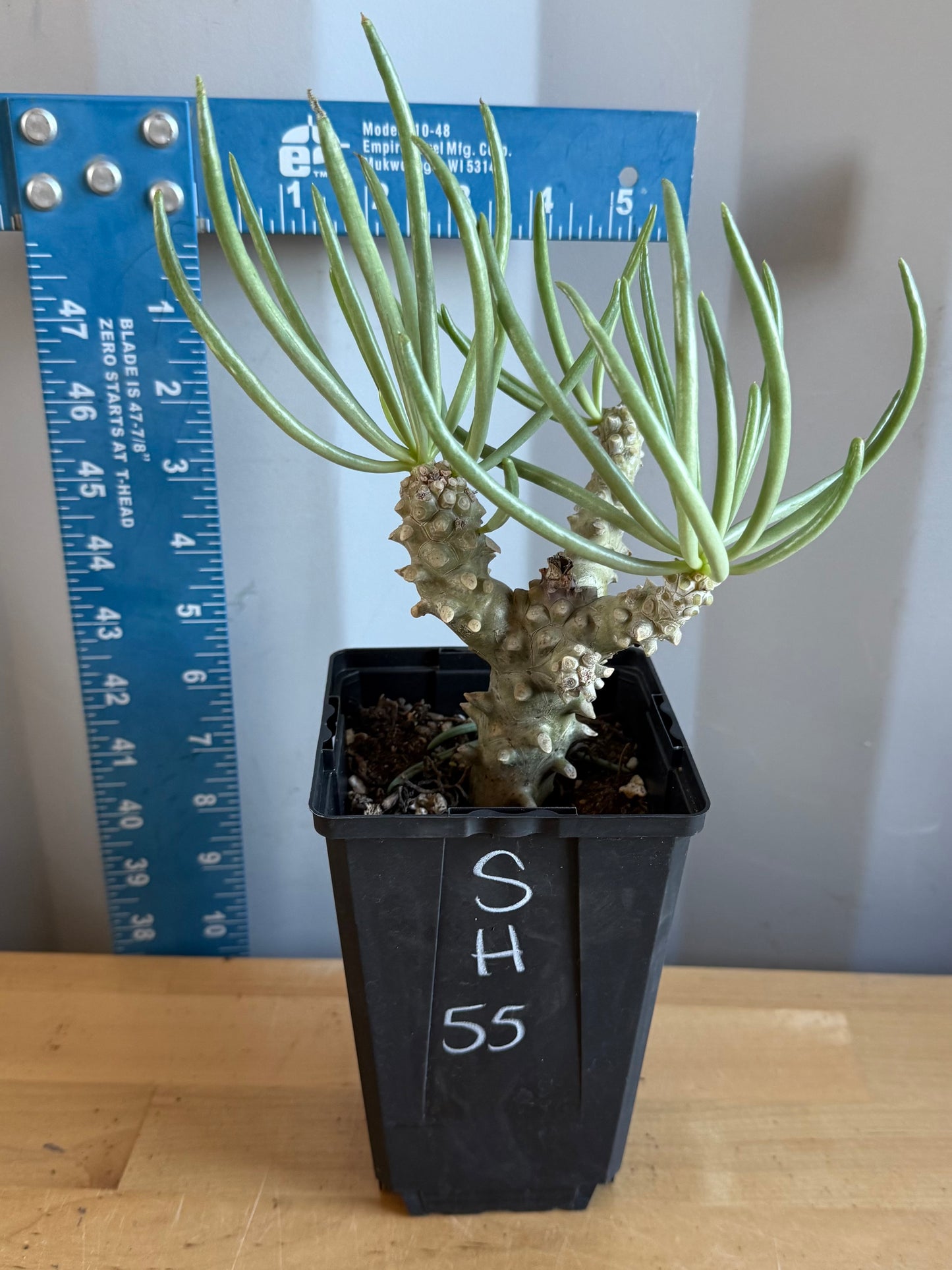 Tylecodon wallichii SH55 | Pegleg Butterbush