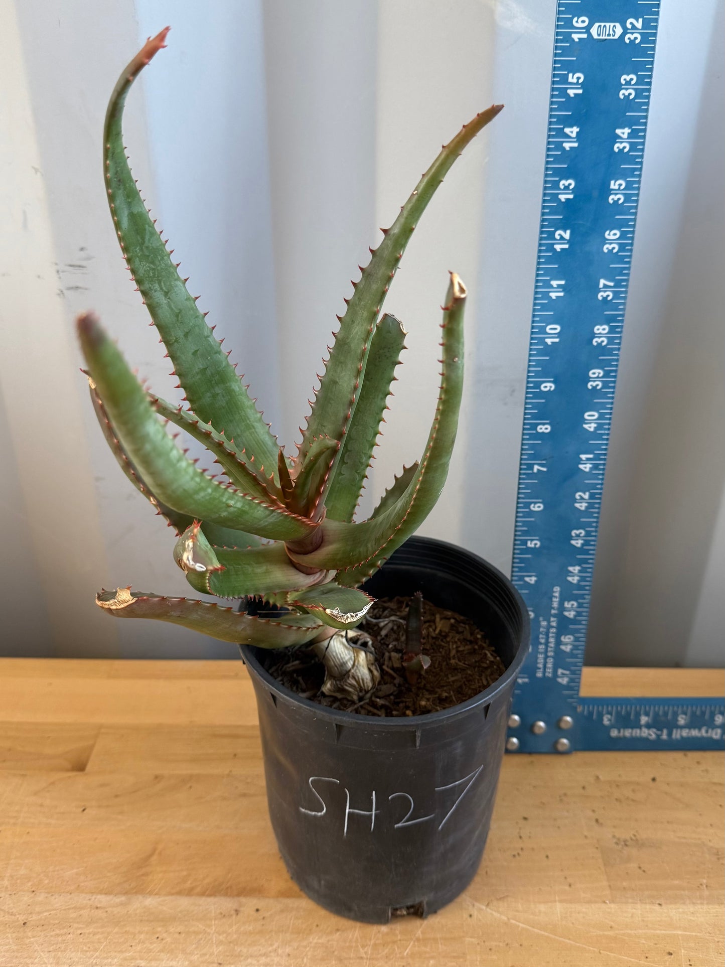 Aloe cameronii hybrid SH27