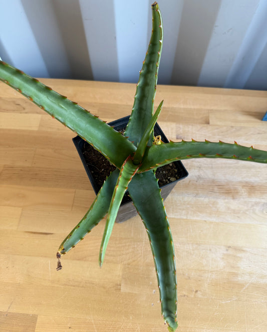 Aloe camperi SH8