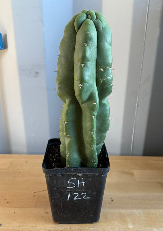 Landscape Monstrose Cactus SH122