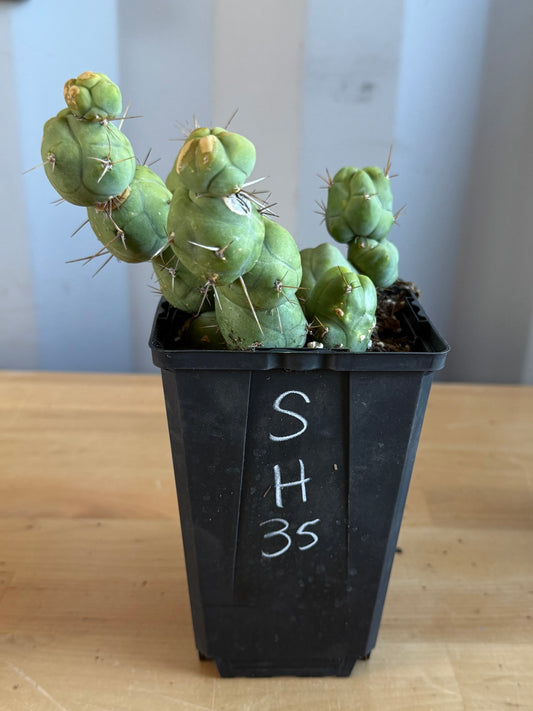 4-inch Monstrose Cactus SH35