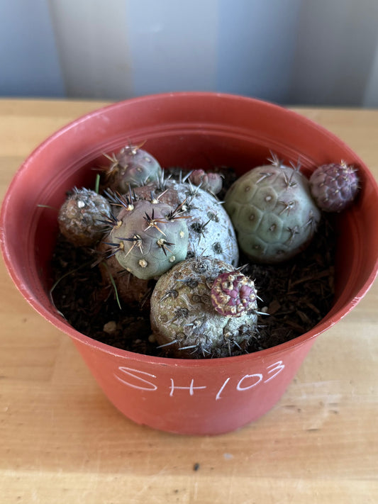 Tephrocactus Geometricus SH103