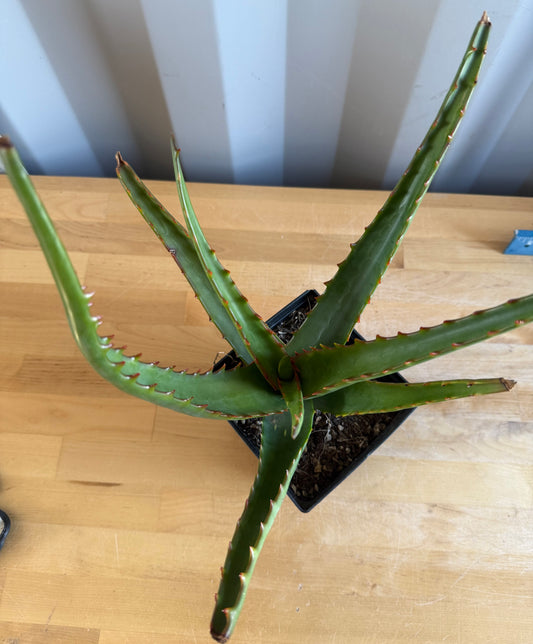 Aloe camperi SH21