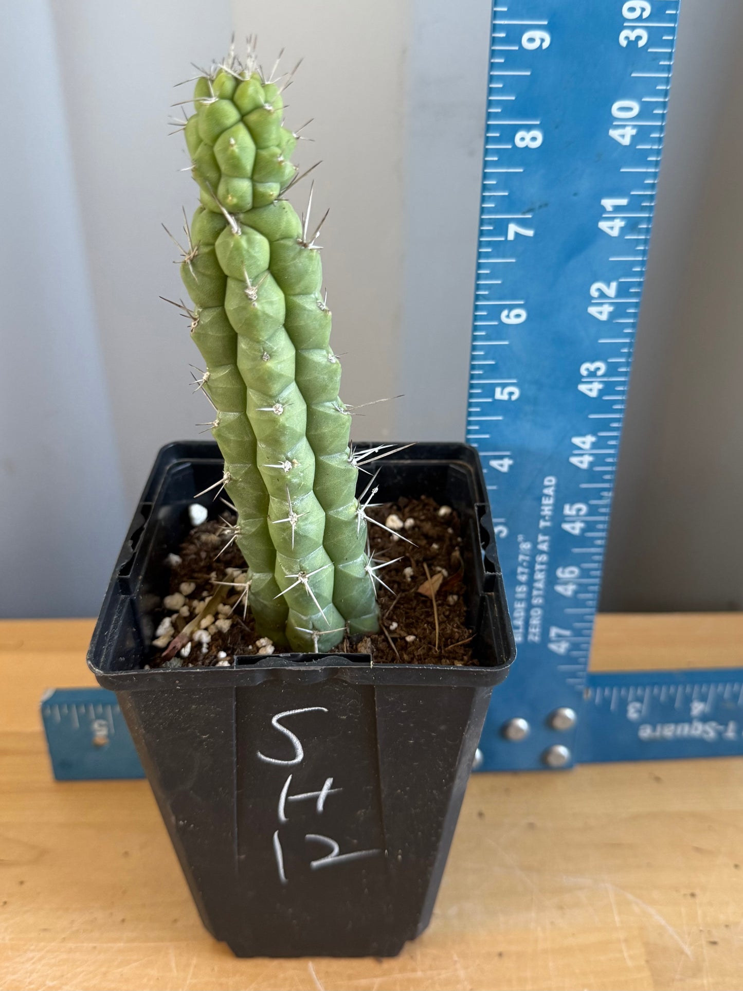 4-inch Rauhocereus riosaniensis SH12 | Rauhocereus riosaniensis ssp. jaenensis