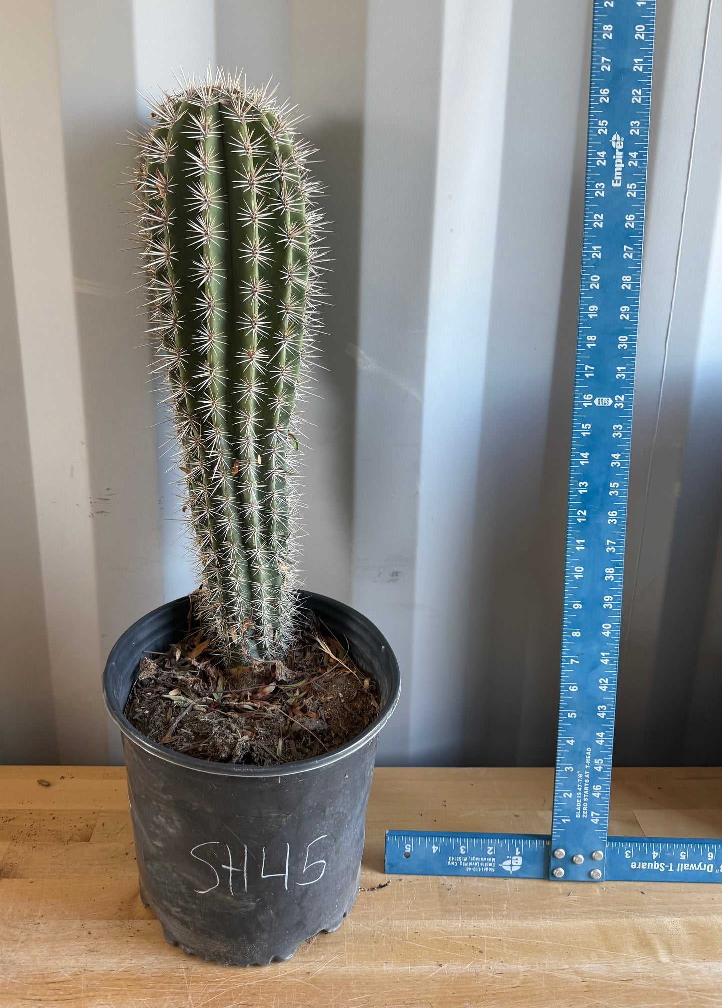 Pachycereus pringlei SH45 | Mexican Giant Cactus
