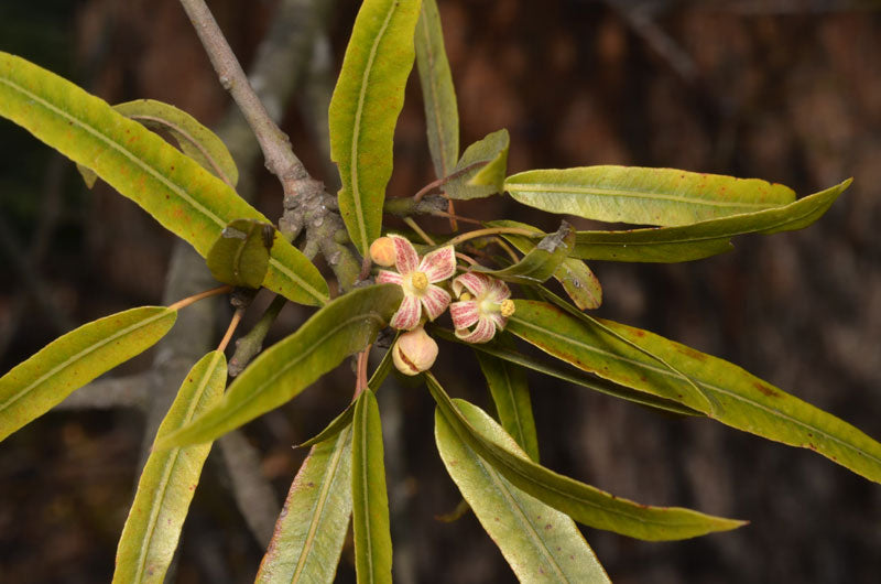 Brachychiton rupestris 5g