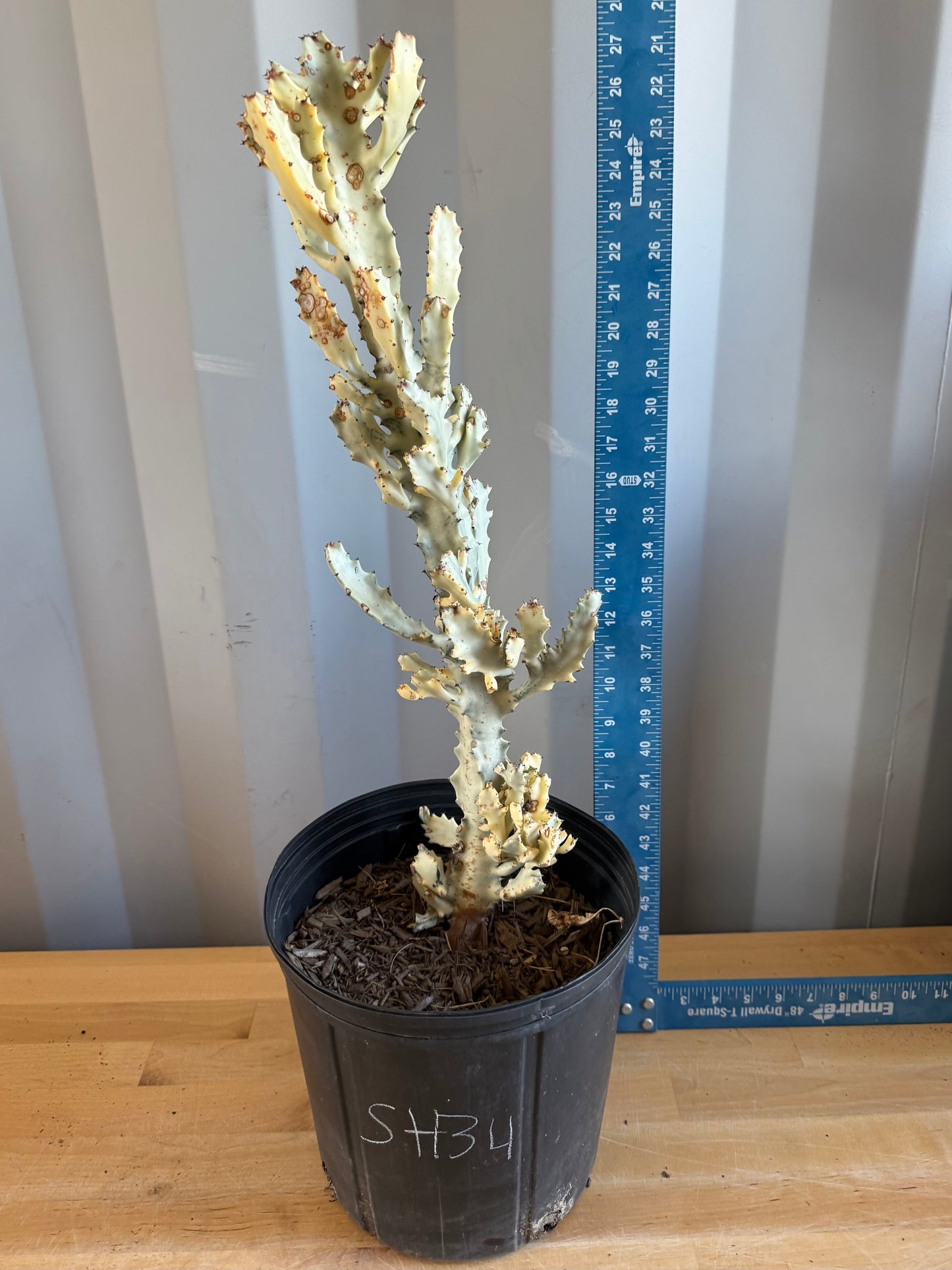 5gal ‘Dragon Bones’ | Euphorbia lactea variegata ‘White Ghost’ SH34