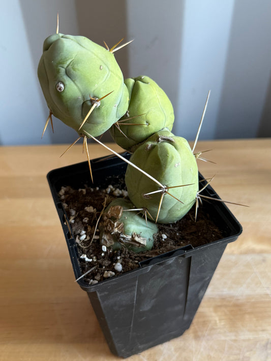 4-inch Monstrose Cactus S25