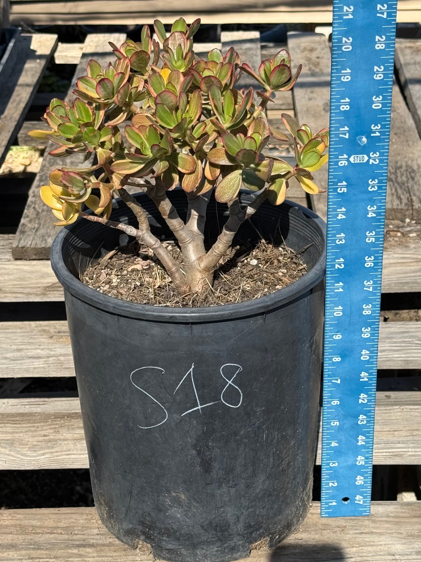 Lemon Lime Jade S18 | Crassula ovata 'Lemon & Lime'