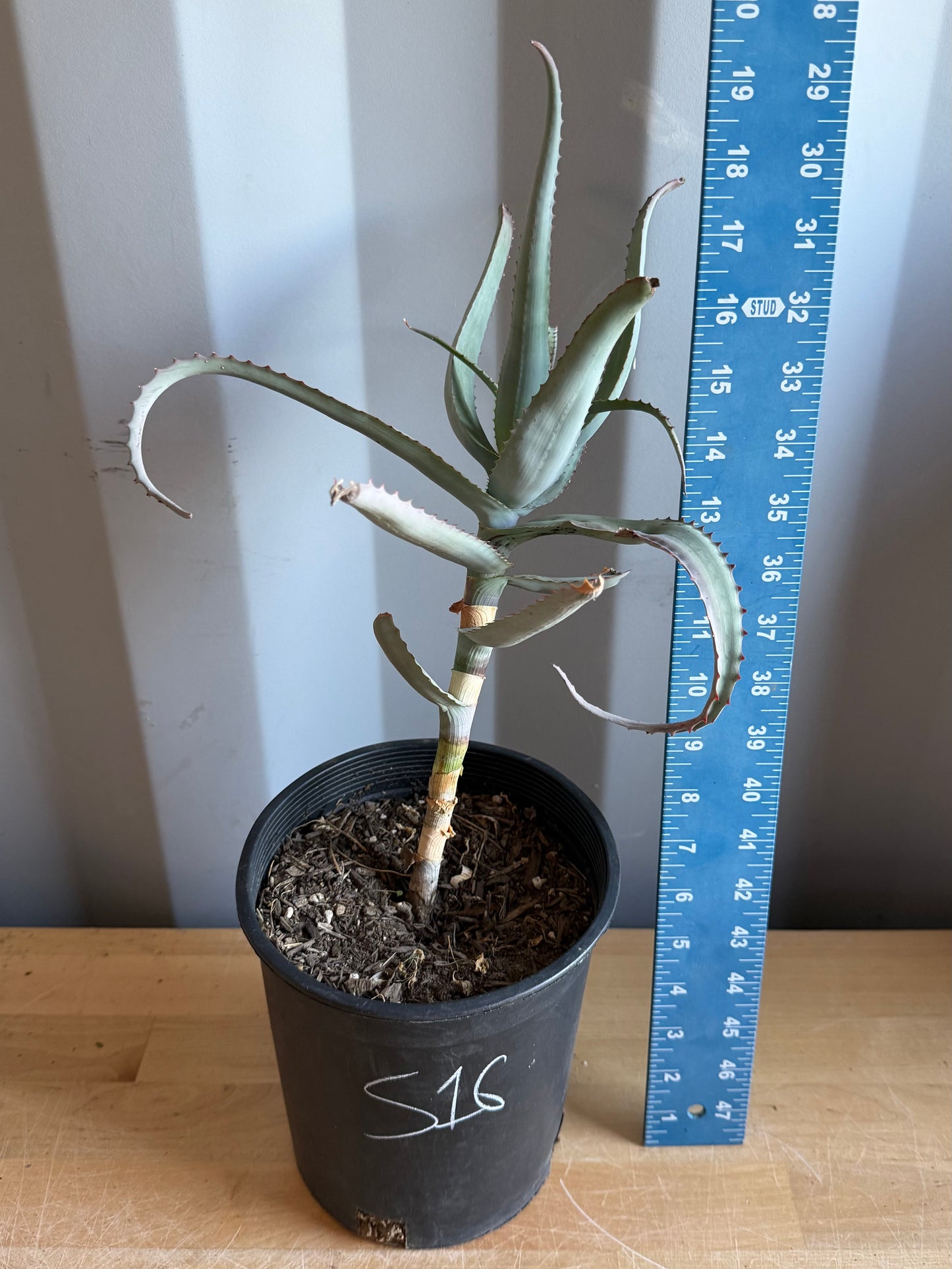 1gal Aloe acutissima S16
