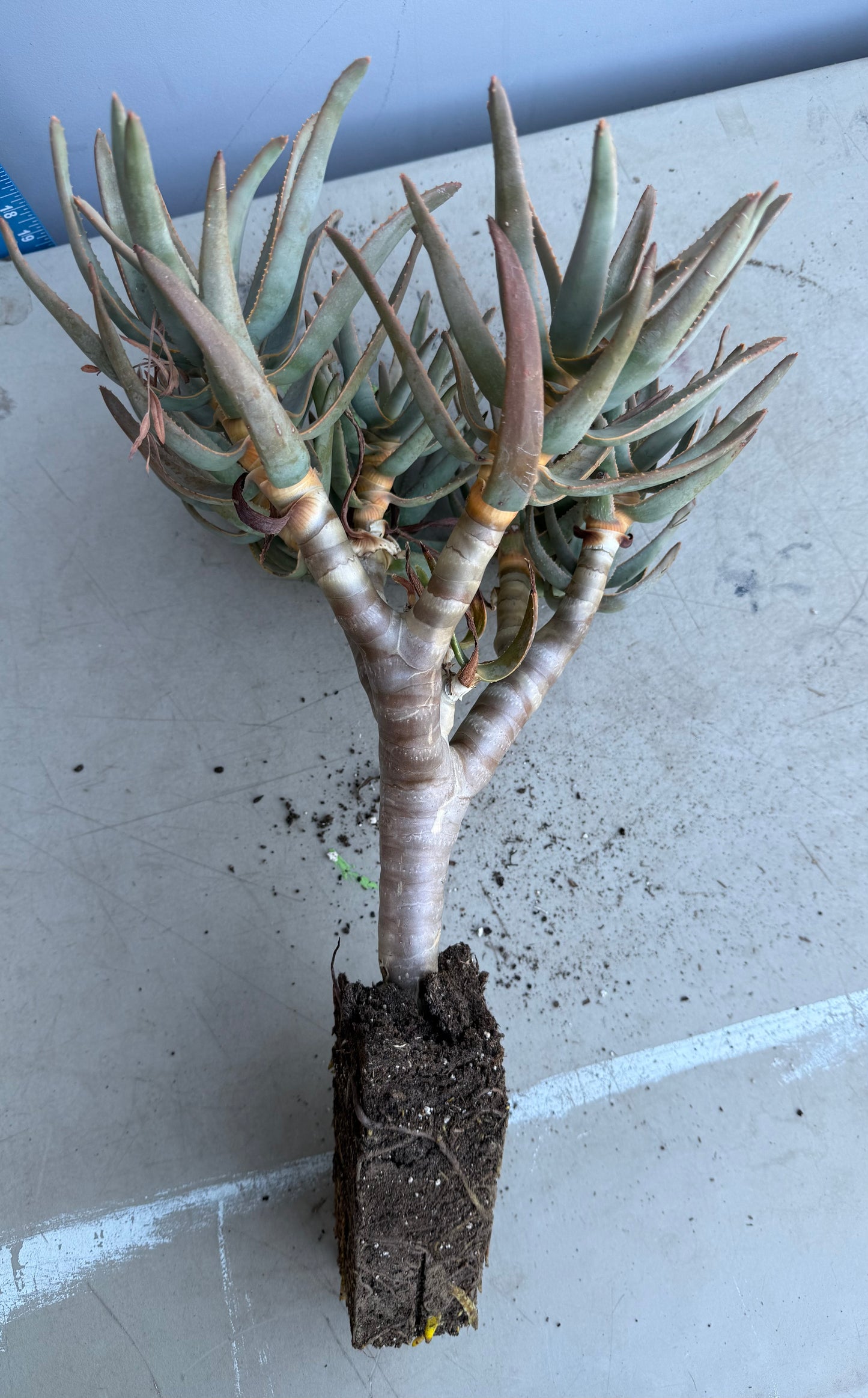 Large Aloe ramosissima cluster SH196