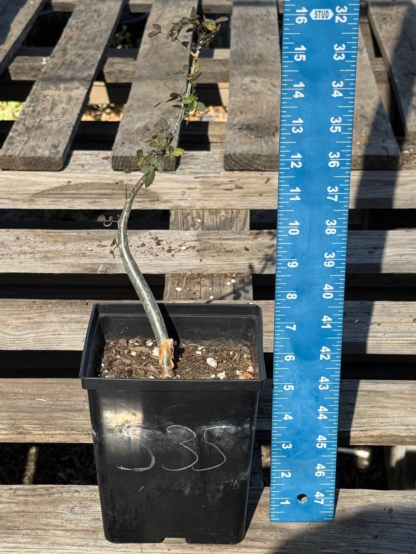 4in. Bursera fagaroides S35