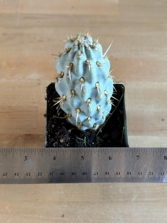 4-inch Miqueliopuntia miquelii SH77 | Opuntia miquelii