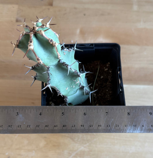 Euphorbia coerulescens SH33