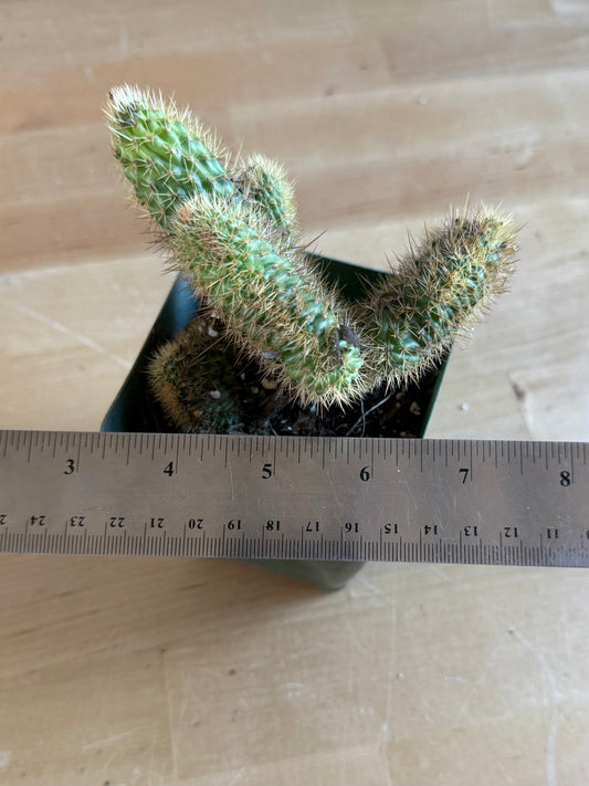 Crested Golden 'Rat Tail' Cactus | Cleistocactus winteri cristata SH81