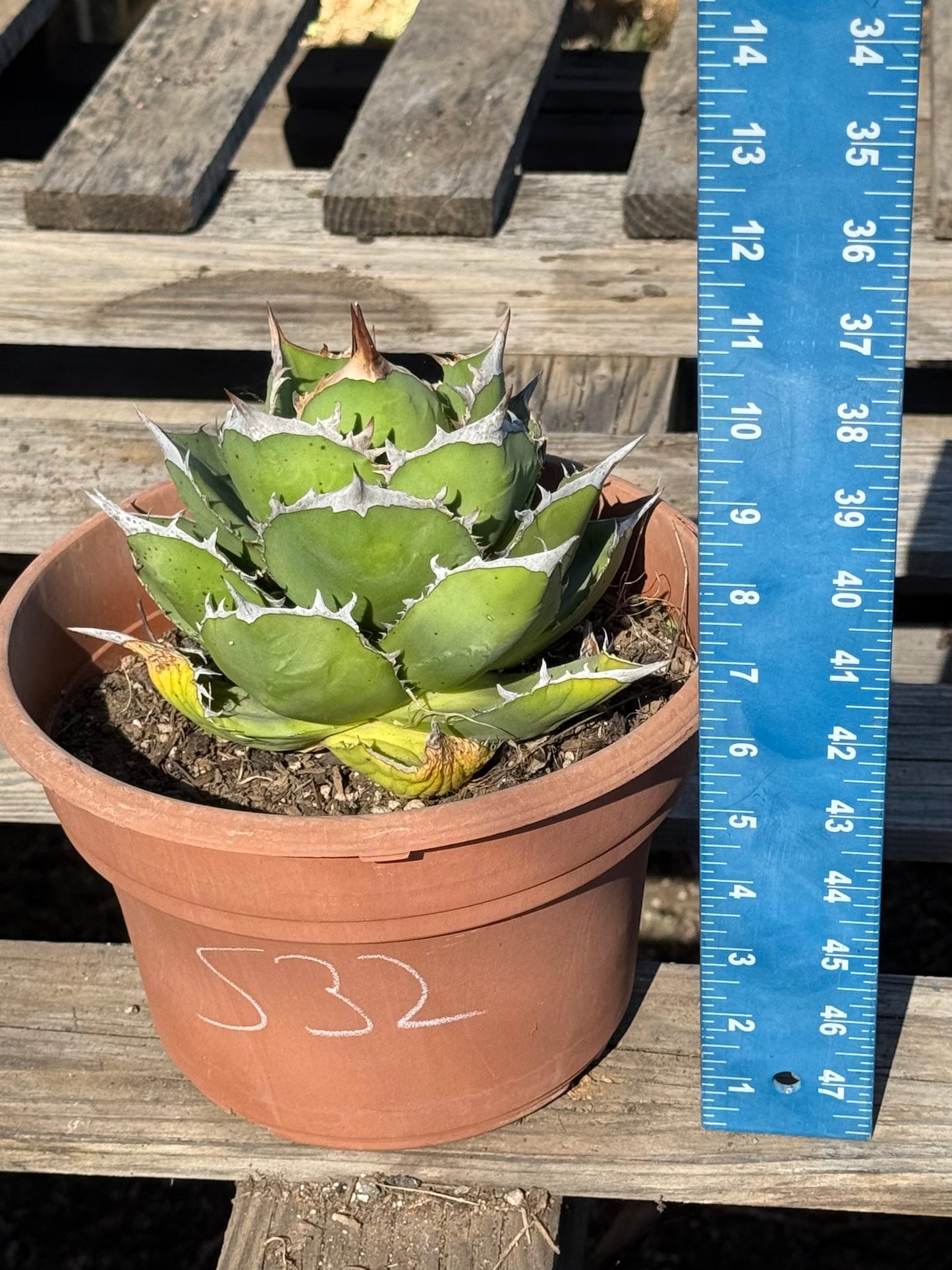 Agave titanota S32