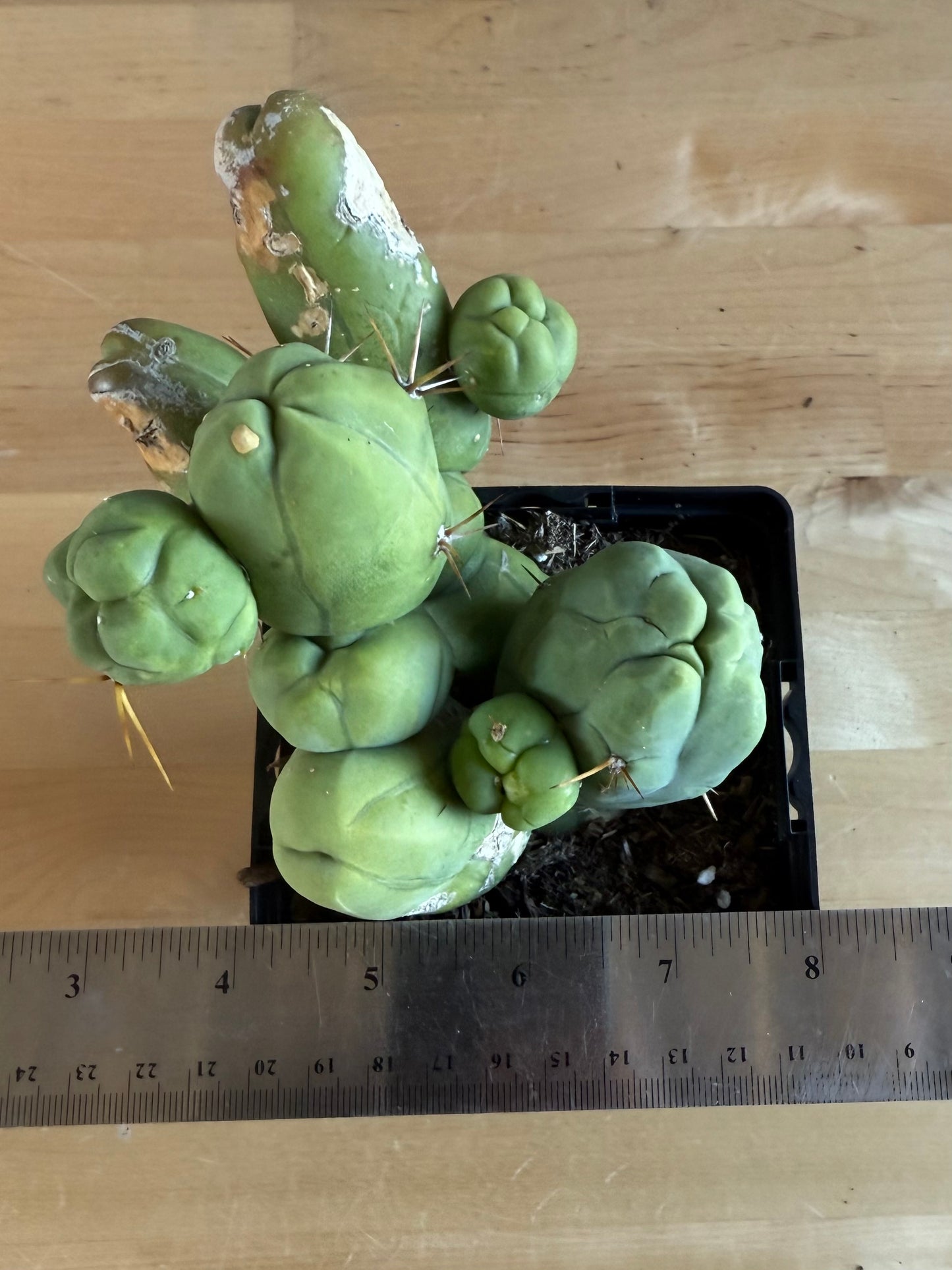 4-inch Monstrose Cactus SH34