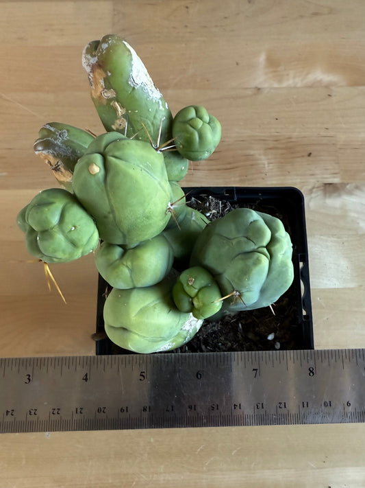 4-inch Monstrose Cactus SH34