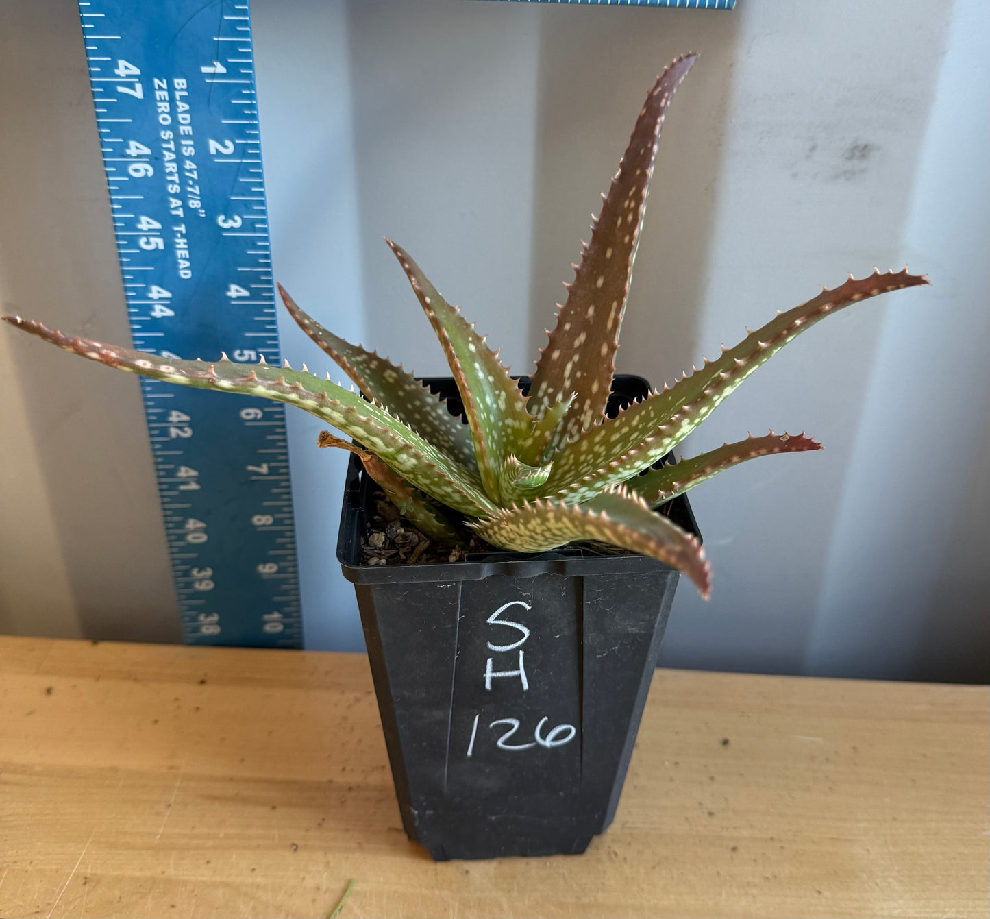 Aloe 'Cynthia Giddy' SH126
