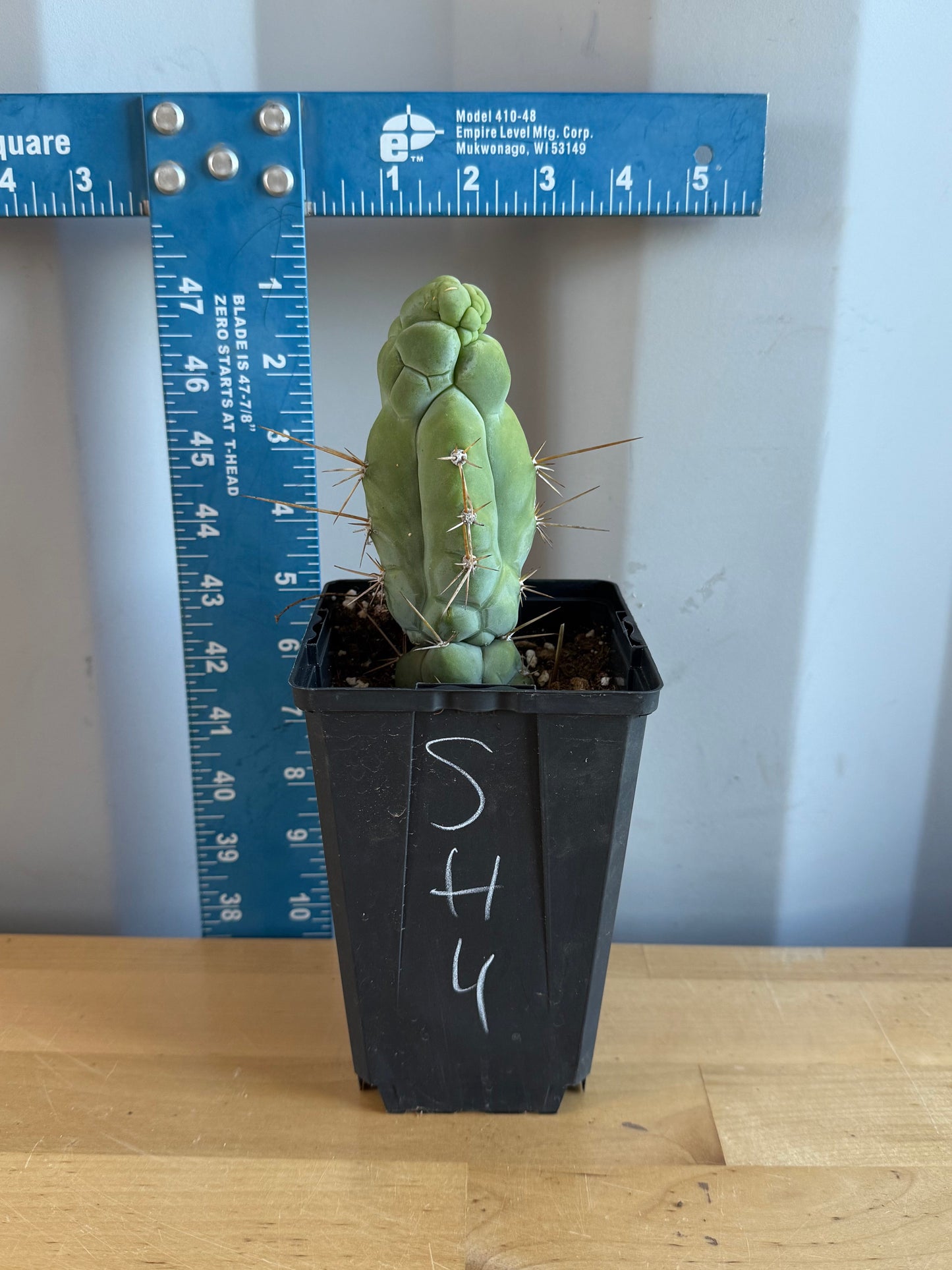 Bruce’s Dragon Cactus SH4