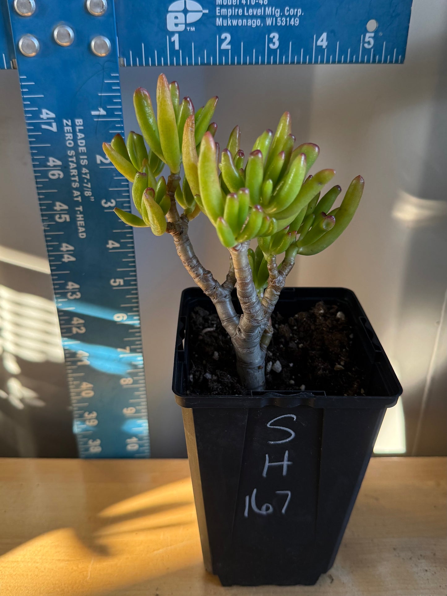 'ET Fingers' Jade SH167 | Crassula ovata 'Gollum'