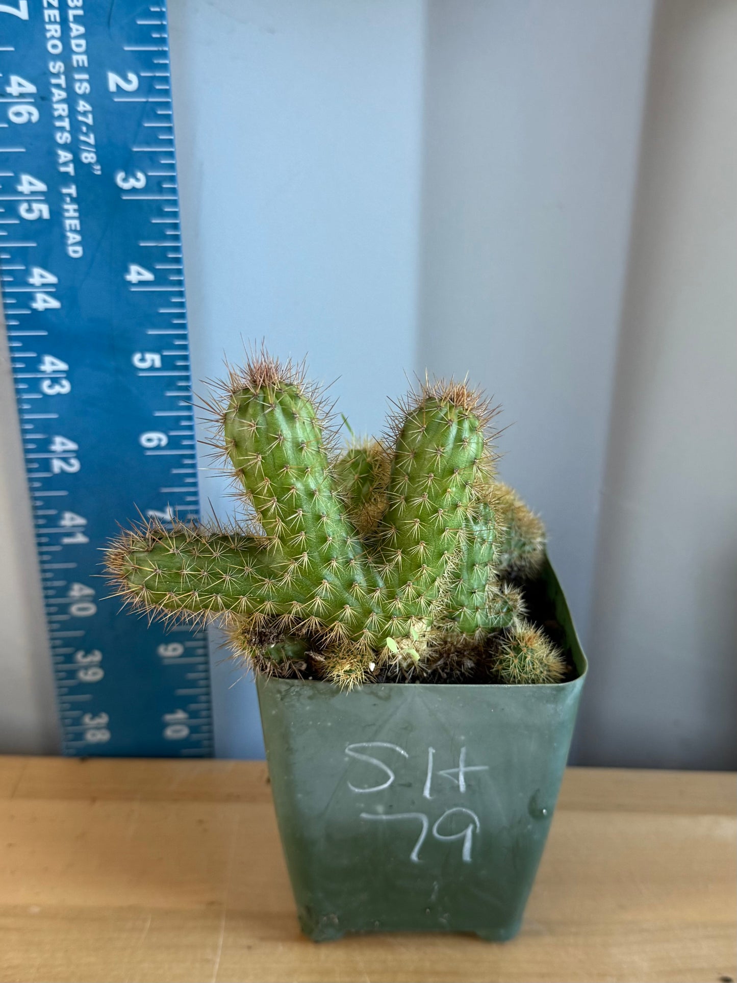 Crested Golden 'Rat Tail' Cactus | Cleistocactus winteri cristata SH79