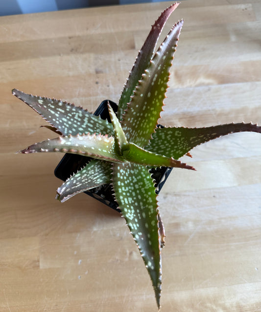 4-inch Aloe 'Cynthia Giddy' S61