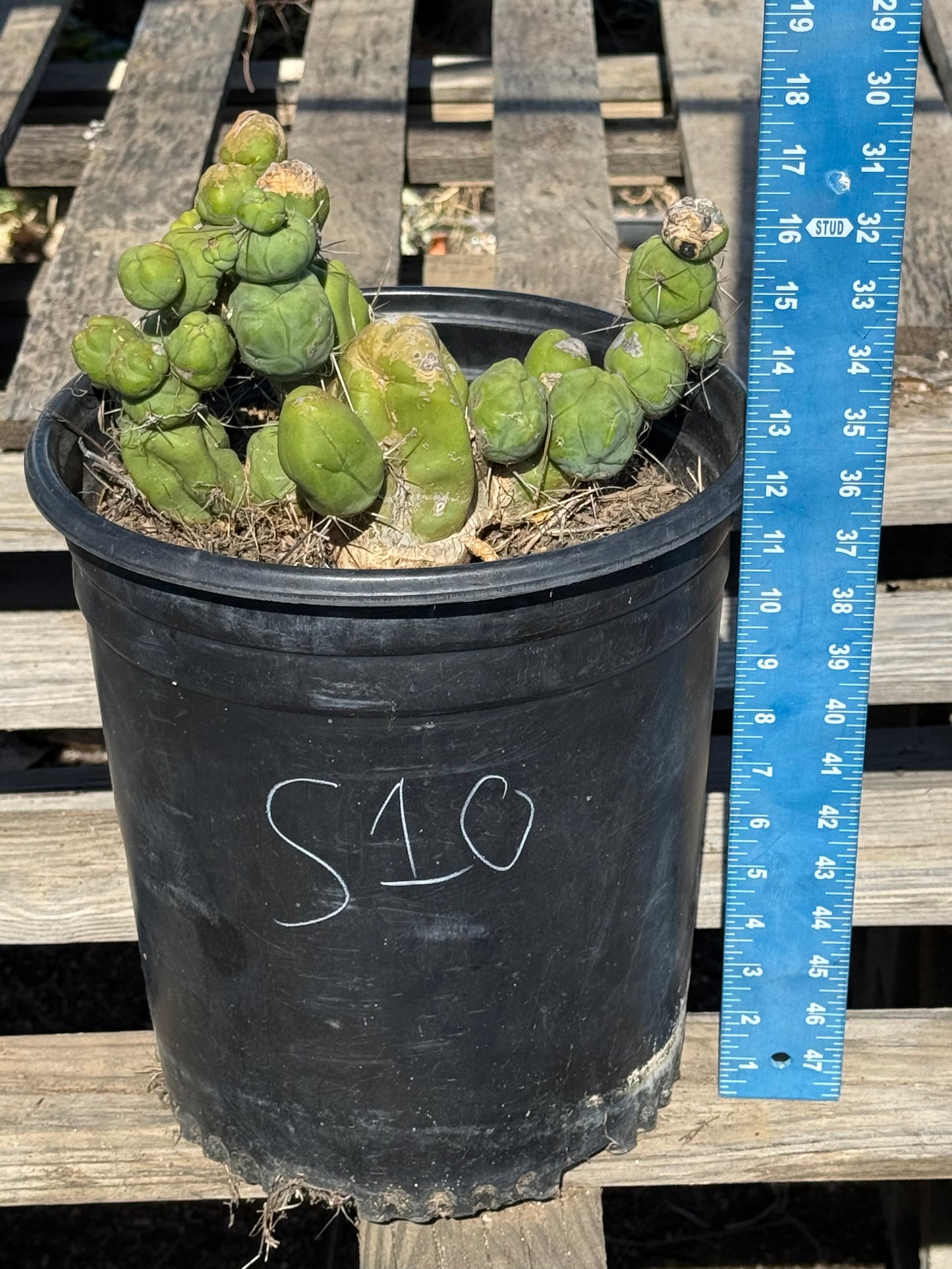 Monstrose Cactus S10