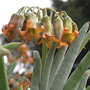 Cotyledon orbiculata var. oblonga 'Flavida Aqua' 3g