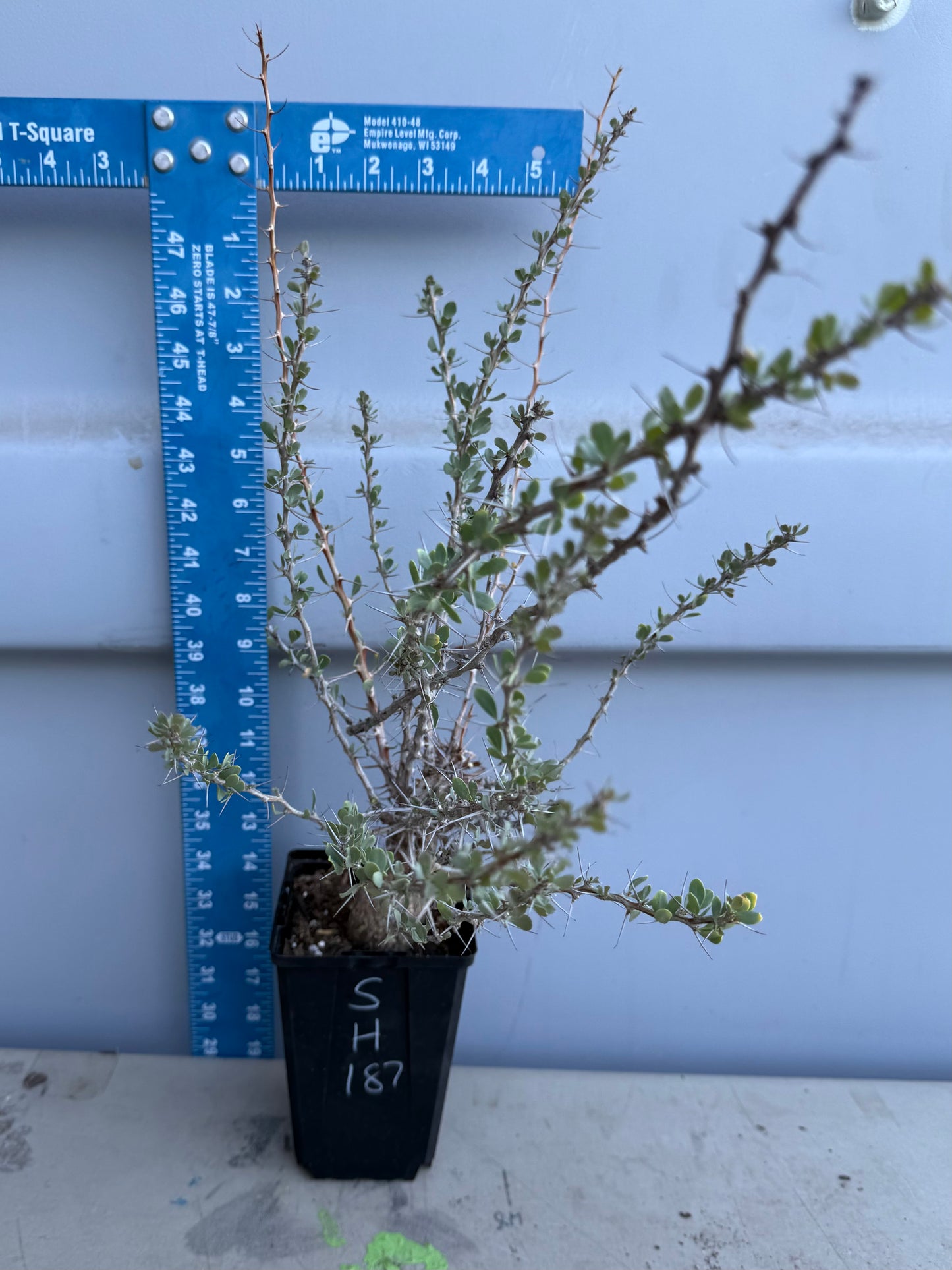 Boojum Tree SH187 | Fouquieria columnaris