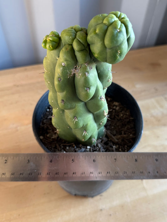 Landscape Monstrose Cactus SH124