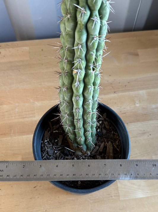 Trichocereus chiloensis SH130
