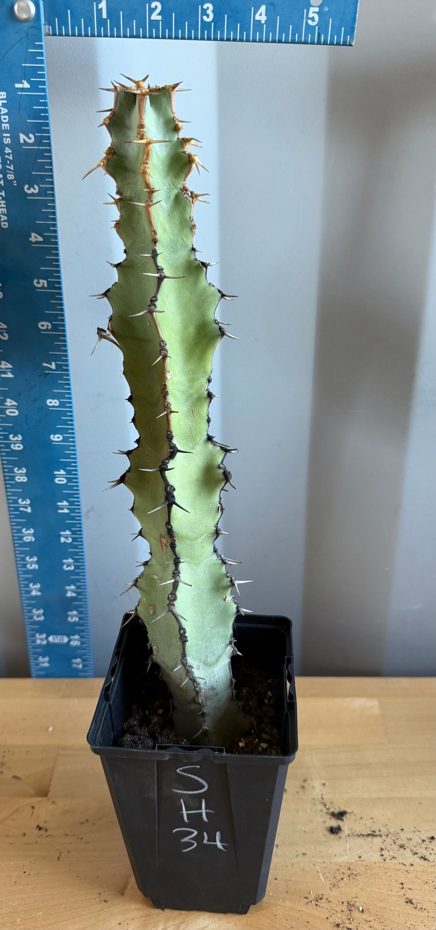 Euphorbia coerulescens SH34