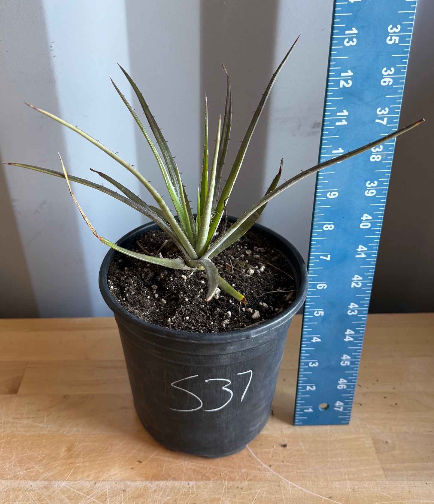 Dyckia Bromeliad S37