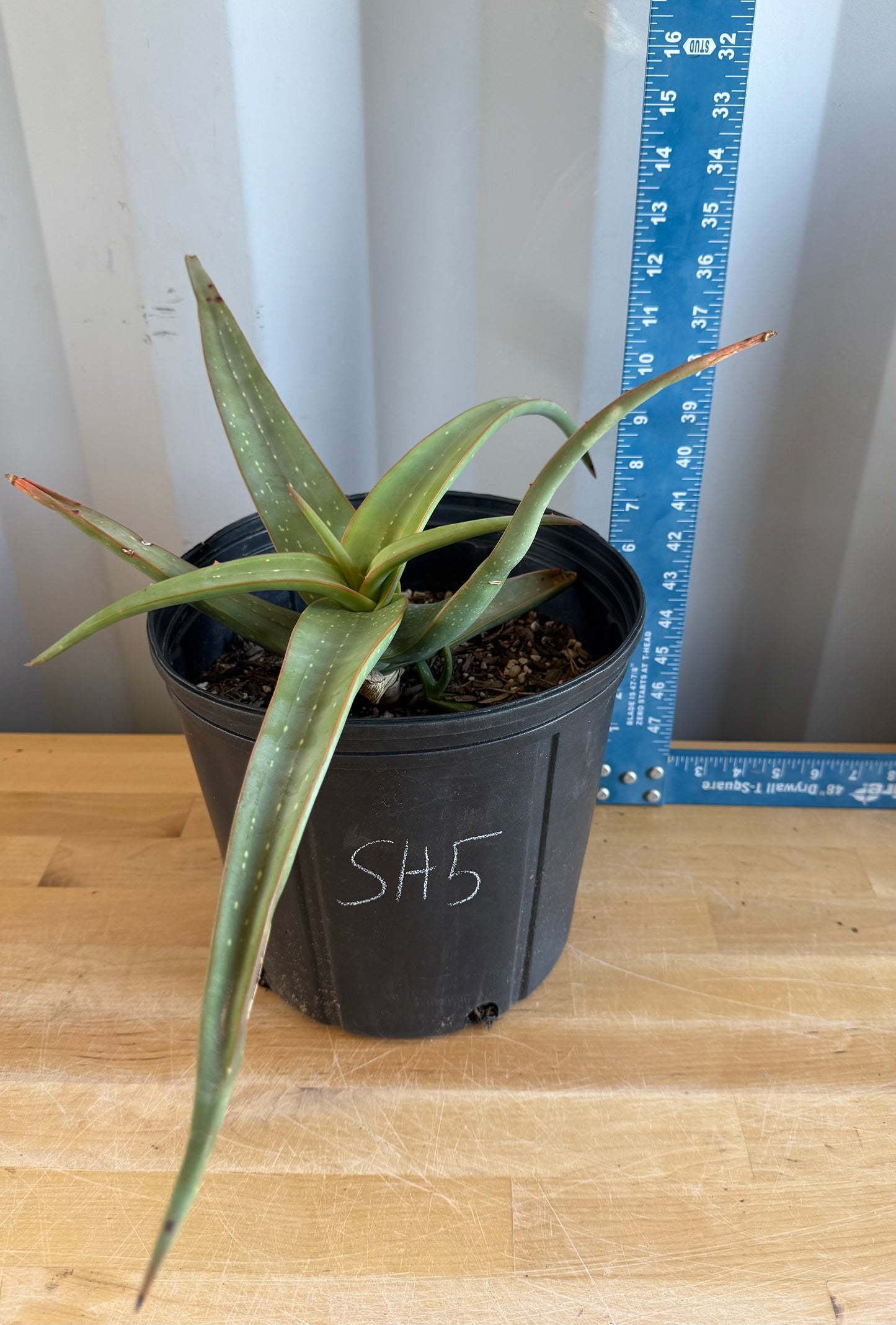 Aloe inermis SH5