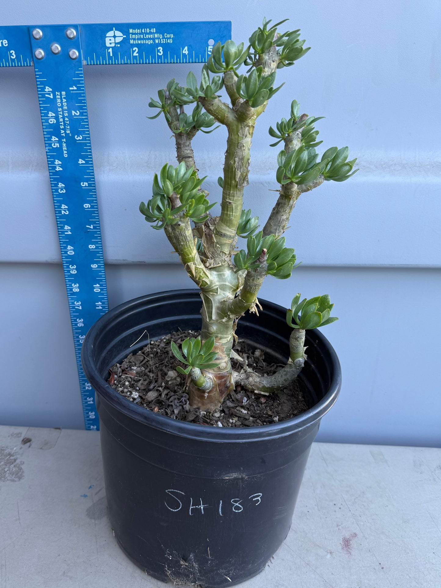 5gal Butter Tree SH183 | Tylecodon paniculatus