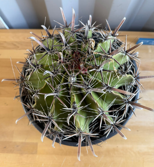 Large Ferocactus herrerae | Twisted Barrel Cactus SH7