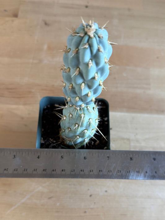 4-inch Miqueliopuntia miquelii SH75 | Opuntia miquelii