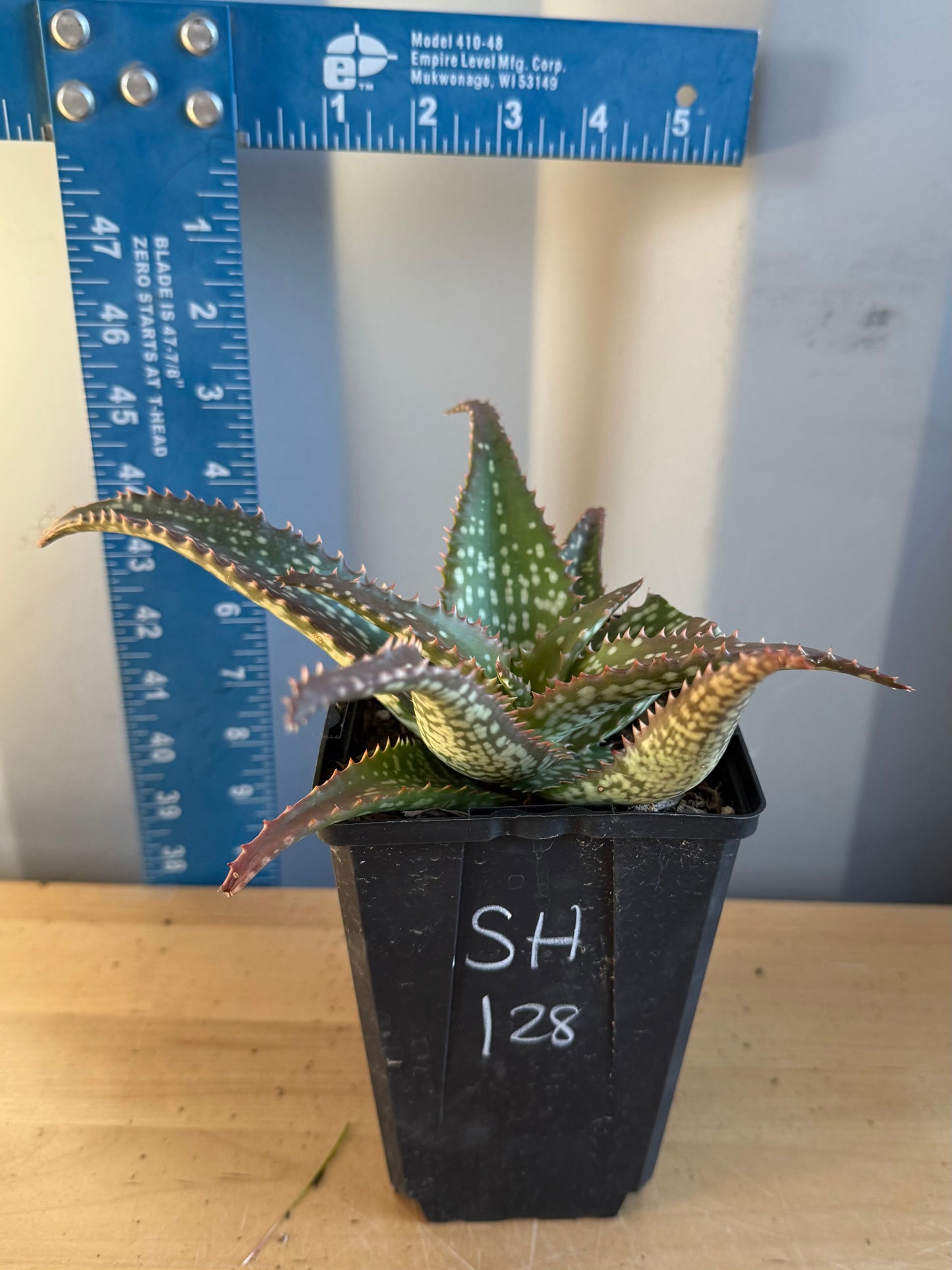 Aloe 'Cynthia Giddy' SH128