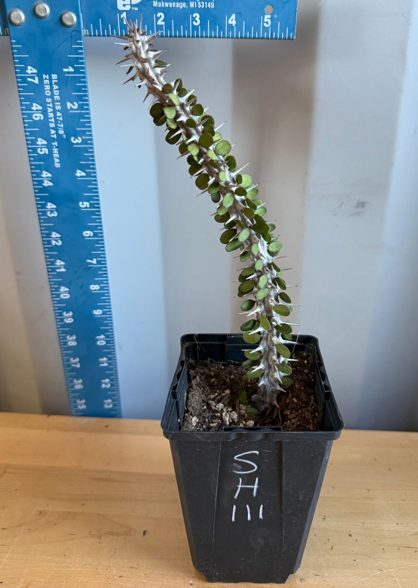 Madagascar Ocotillo SH111 | Alluaudia procera