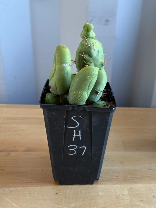 4-inch Monstrose Cactus SH37