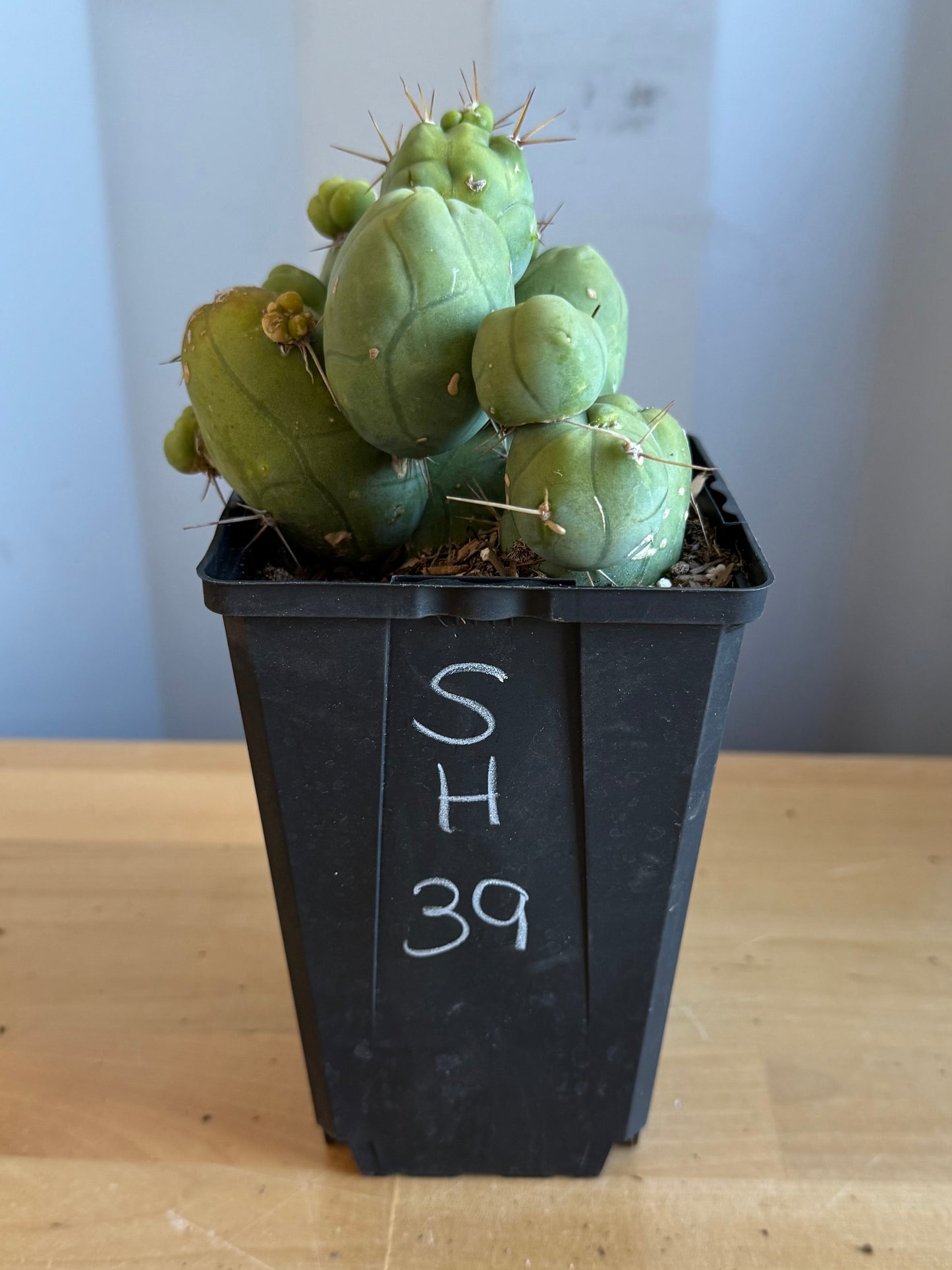 4-inch Monstrose Cactus SH39