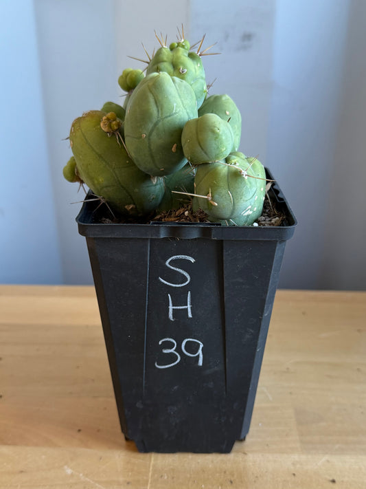 4-inch Monstrose Cactus SH39