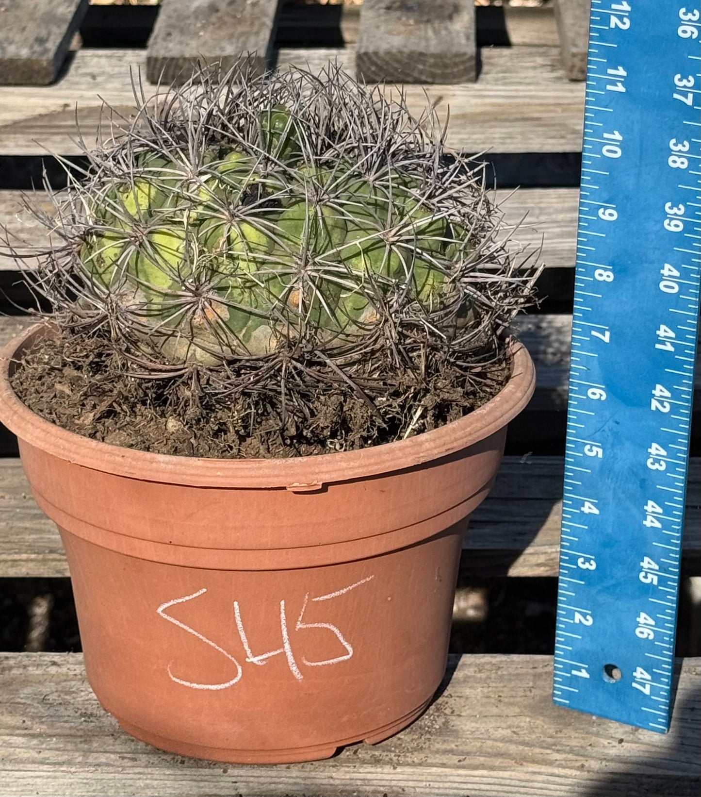 Gymnocalycium saglionis | Giant Chin Cactus S45