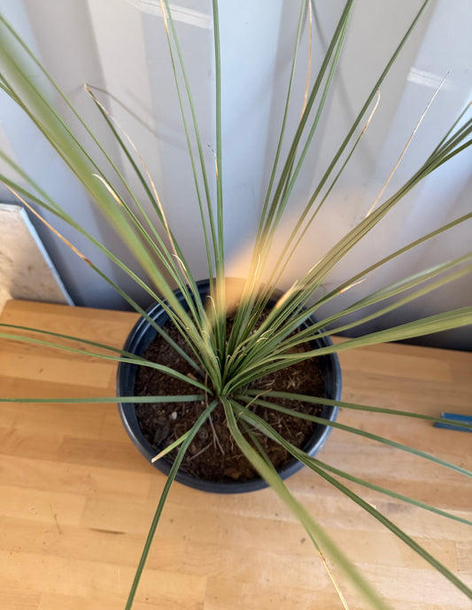 5gal Mexican Grass SH37 | Dasylirion longissimum