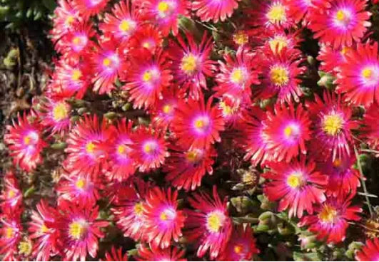 Delosperma 'Jewel of the Desert Garnet' | Ice Plant 1g