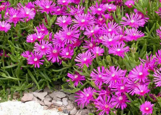 Delosperma cooperi | Ice Plant 1g