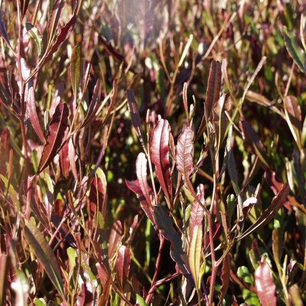 Purple Hopseed Bush | Dodonaea viscosa 'Purpurea' 3g