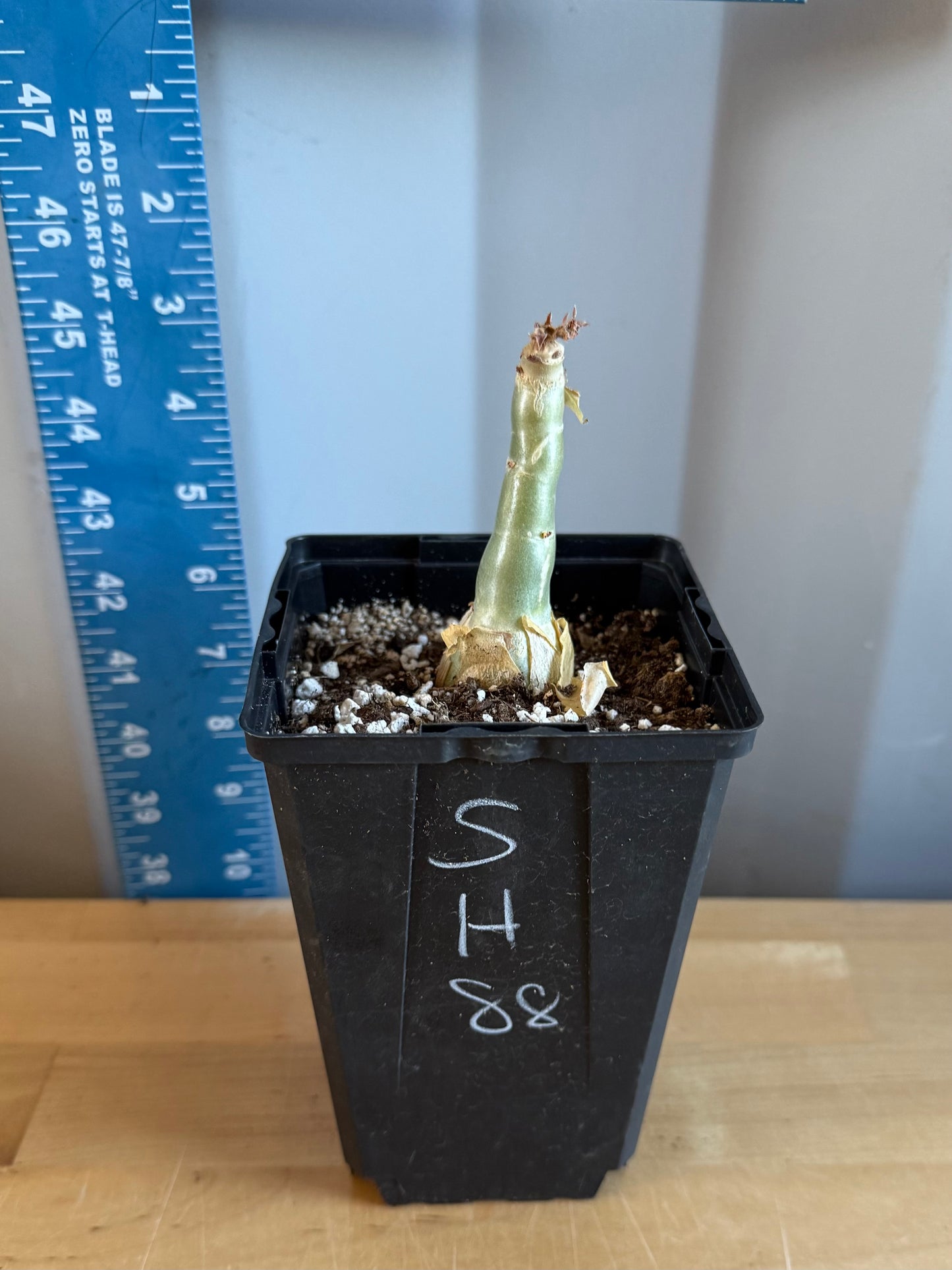 4-inch Cyphostemma cirrhosum SH88