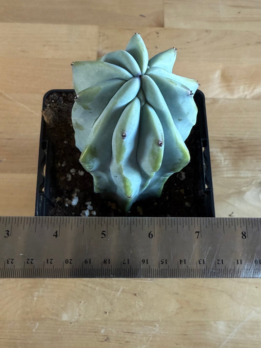 Myrtillocactus geometrizans SH14